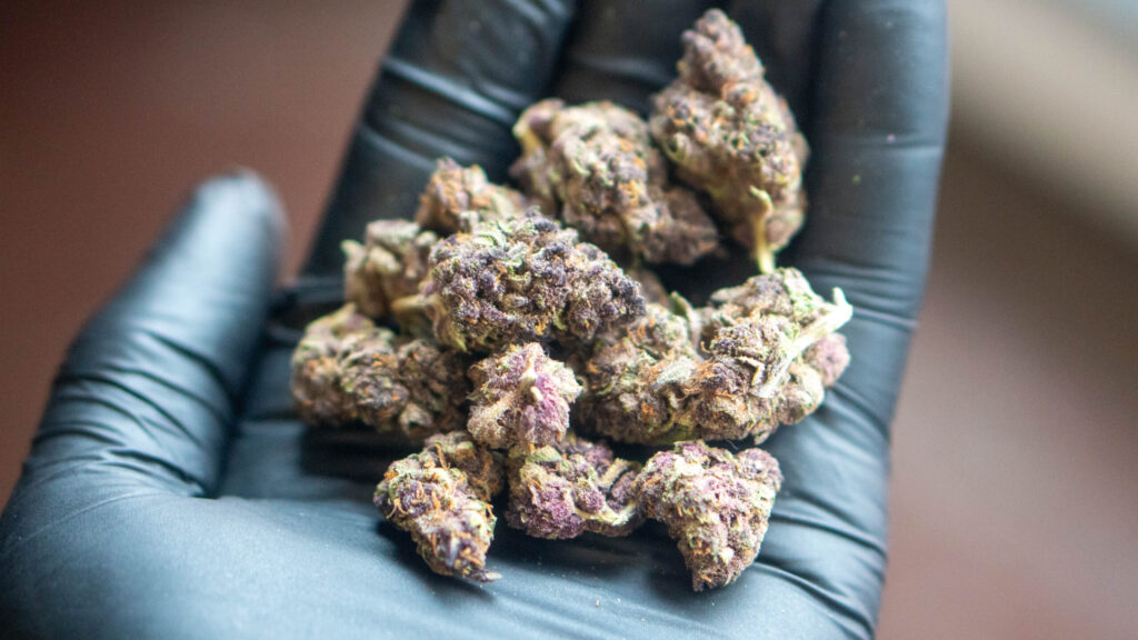 Decoding the Enigma of THC-A Flower: A Comprehensive Shopper's Manual for Austin Vape & Smoke
