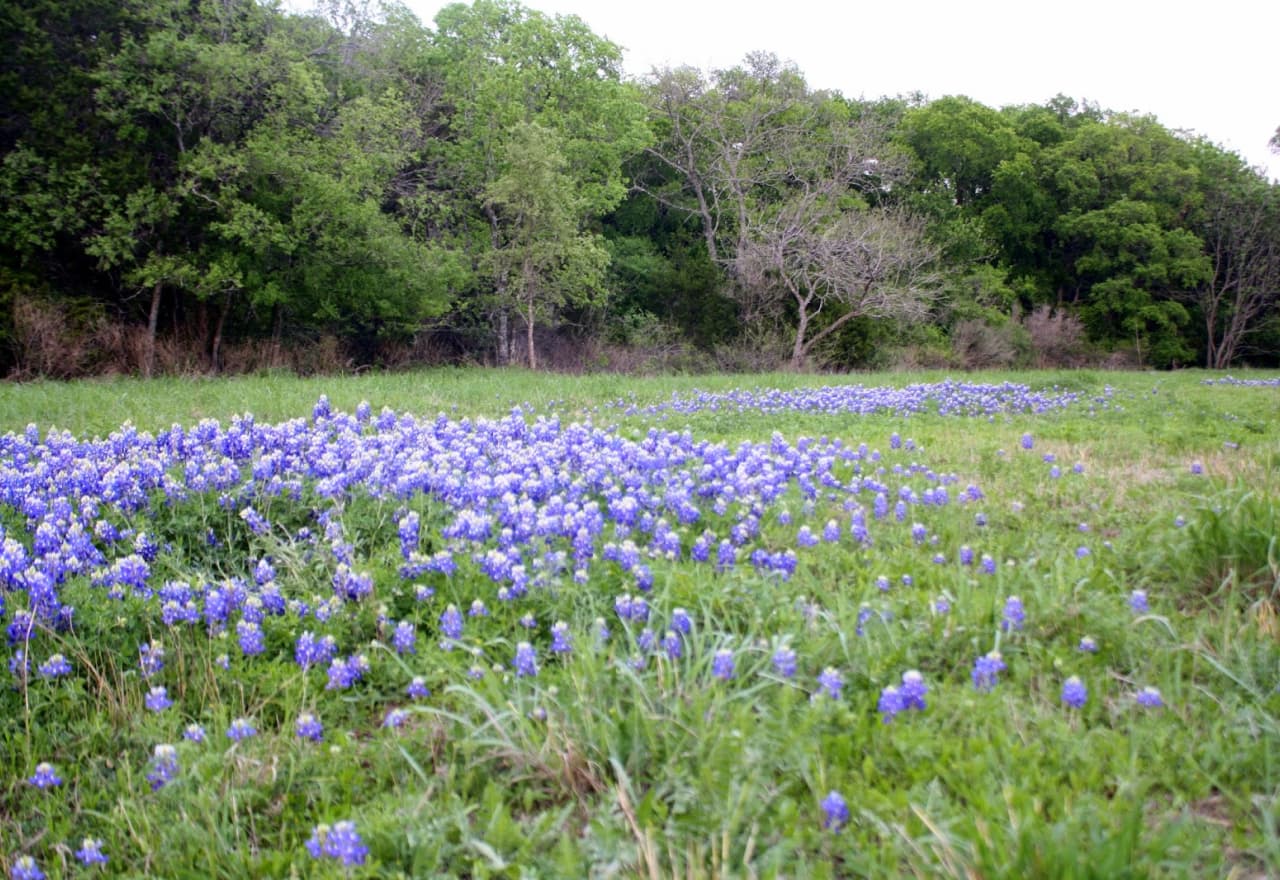Thumbnail Picture of Louis René Barrera Indiangrass Wildlife Sanctuary — Exploring The Green Spaces with Austin Vape and Smoke by Austin Vape and Smoke